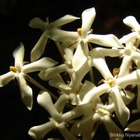 Ixora thwaitesii Hook.f.